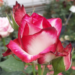 Rosa Hessenrose - roza - bela - Vrtnica čajevka